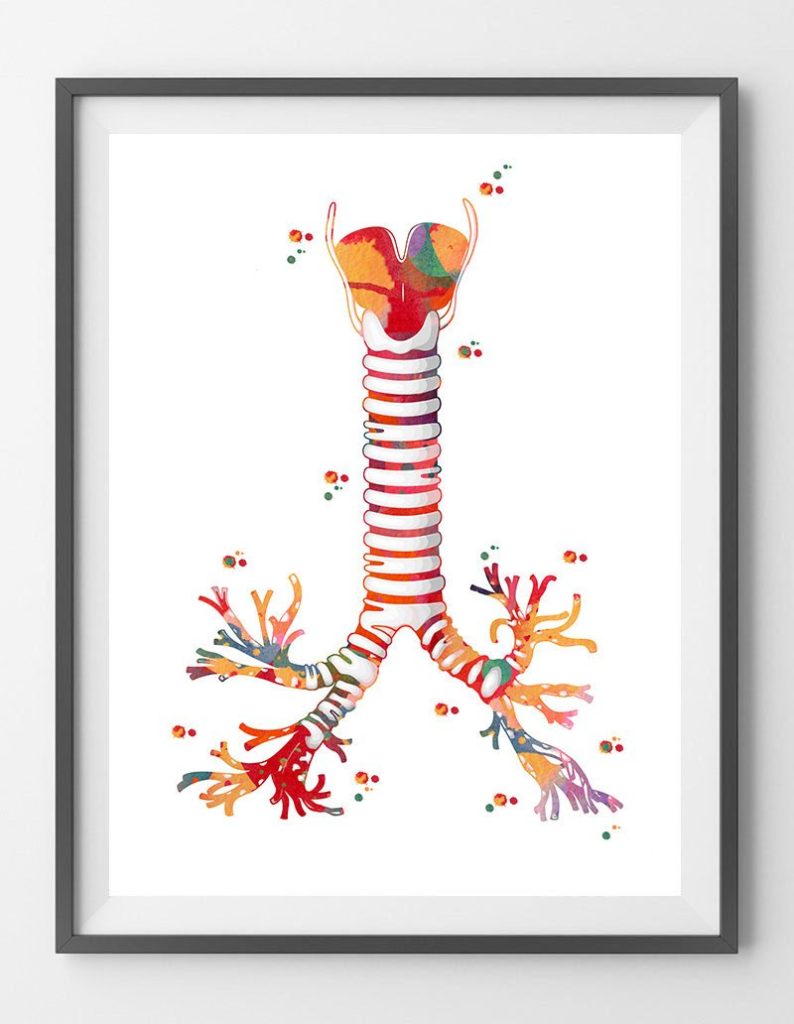 Windpipe anatomy Art Print Trachea Thyroid With Larynx Respiratory