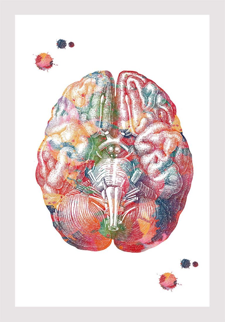 Human Brain Print Brain Bottom View Poster Neurology Art Brain Temporal